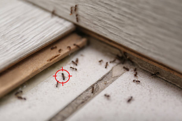 Best Termite Control Services  in Merkel, TX