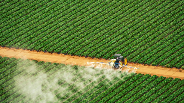 Best Ant Control Services  in Merkel, TX