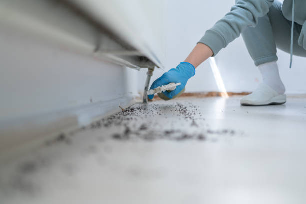 Best Rat Extermination Near Me  in Merkel, TX
